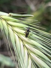 Plagiognathus moerens