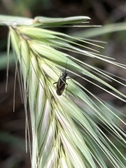 Plagiognathus moerens