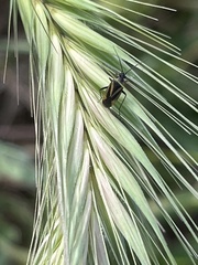 Plagiognathus moerens