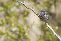Cacama californica
