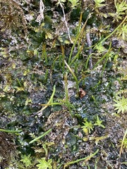 Phaeoceros carolinianus