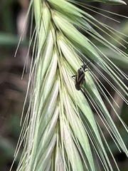 Plagiognathus moerens