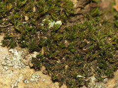 Grimmia pilifera
