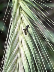 Plagiognathus moerens