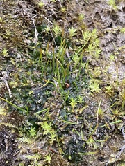 Phaeoceros carolinianus