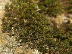 Grimmia pilifera