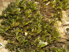 Grimmia pilifera