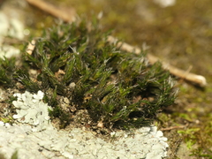 Grimmia pilifera
