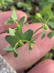 Euphorbia tetrapora