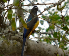 Trogon citreolus