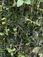 Phaeoceros carolinianus