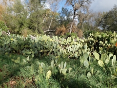 Opuntia × occidentalis