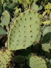 Opuntia × occidentalis