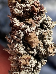 Imshaugia placorodia