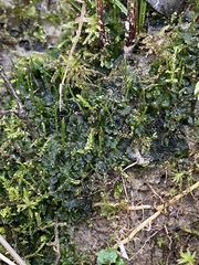 Phaeoceros carolinianus