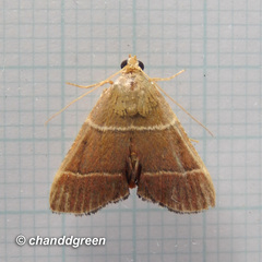 Stemmatophora flavicaput