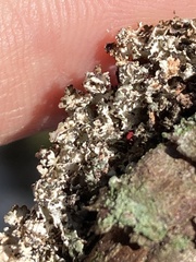 Imshaugia placorodia