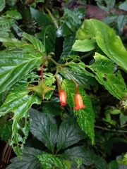 Begonia longirostris