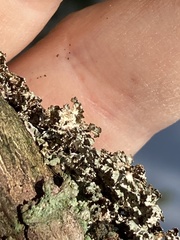 Imshaugia placorodia