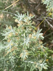 Olearia axillaris