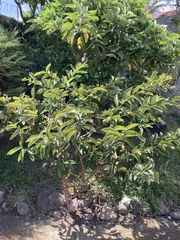 Psidium guajava image