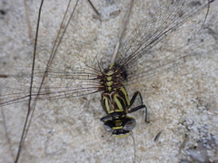 Phanogomphus hodgesi