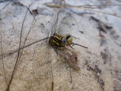 Phanogomphus hodgesi