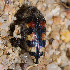 Acmaeodera tuta