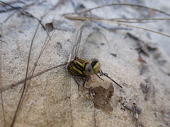 Phanogomphus hodgesi
