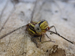 Phanogomphus hodgesi