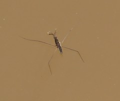 Aquarius nebularis