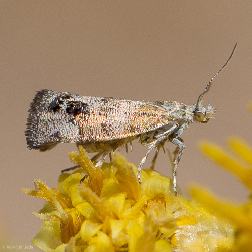 Everlasting Tebenna Moth photo 2