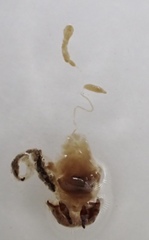 Pterostichus isabellae