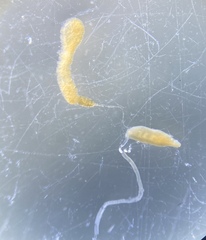 Pterostichus isabellae