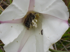 Diadasia bituberculata