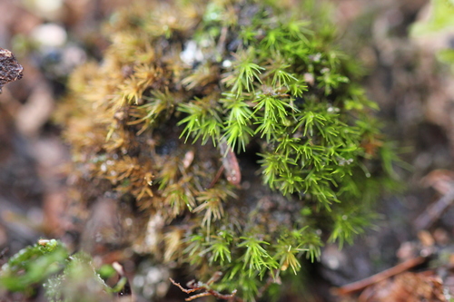 Image of Dicranum viride by (c) Quinten Wiegersma, some rights reserved (CC BY)