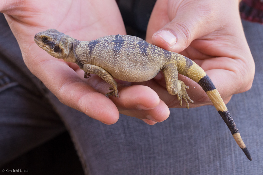 Western Chuckwalla