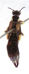 Echinopsalis guttata
