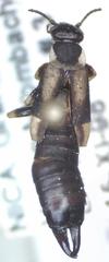Echinopsalis guttata