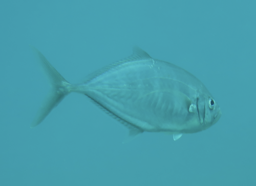 Whitemouth jack (Uraspis uraspis) — Carangidae