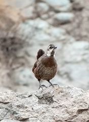 Pteroptochos megapodius