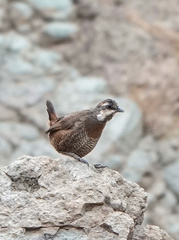 Pteroptochos megapodius