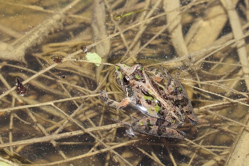 Southern Cricket Frog