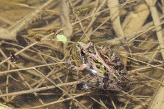 Southern Cricket Frog photo 4