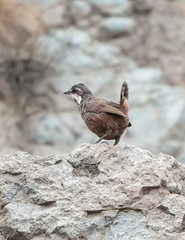 Pteroptochos megapodius