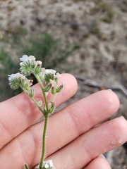 Cryptantha intermedia intermedia