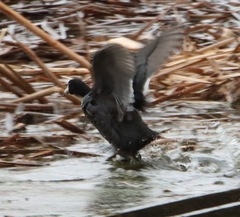 Fulica americana