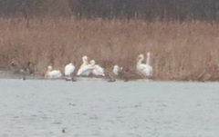 Pelecanus erythrorhynchos