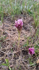 Castilleja densiflora