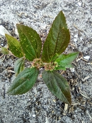 Euphorbia hirta image